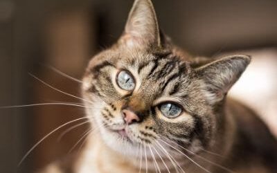 BUBI NATURE Poulet Bœuf