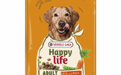 ADULT – Toutes Races – Boeuf