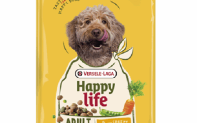 ADULT – Toutes Races – Poulet