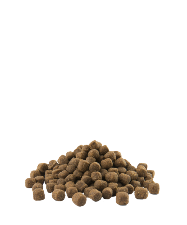 SENIOR MINI – Image 2