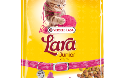 JUNIOR