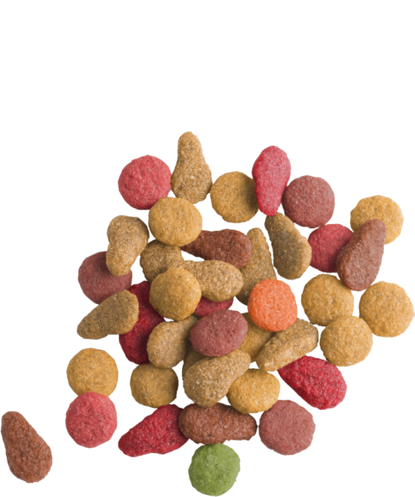 ADULT Saumon – Image 3