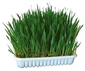 HERBE à Ronger