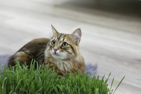 HERBE à Chat à Faire Pousser – Image 3