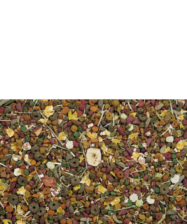 NATURE ORIGINAL Cochons d'Inde – Image 2