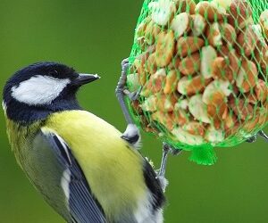 Alimentation pour animaux à Mulhouse : trouvez un magasin spécialisé près de chez vous