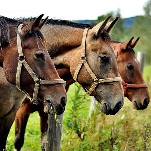 Chevaux