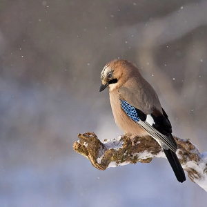 Oiseaux de la nature