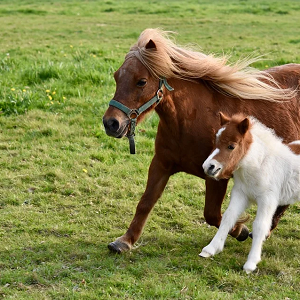 Grands animaux de compagnie