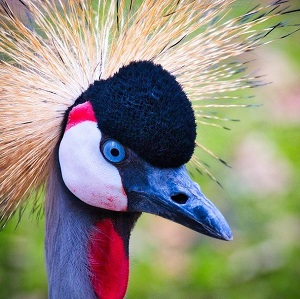 Oiseaux de parcs, coureurs et aquatiques