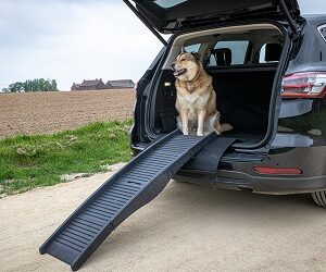 RAMPE pour Chiens