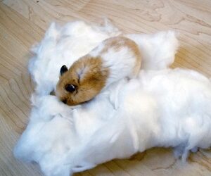 COTON