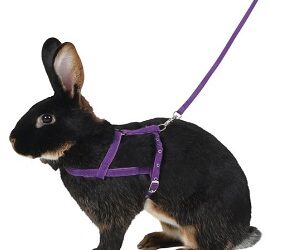 HARNAIS « Agility »