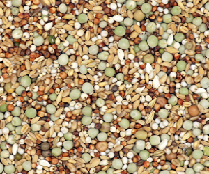 SHOW Standard Sans Maïs