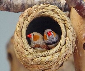 Animalerie à Guebwiller : nourriture et équipements pour tous vos animaux