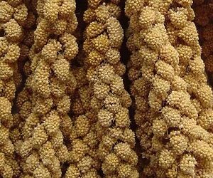 MILLET Grappe Jaune