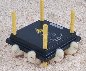 PLATEAU Chauffant Poussins