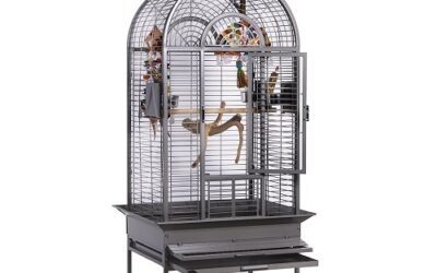 CAGE « Haïti »