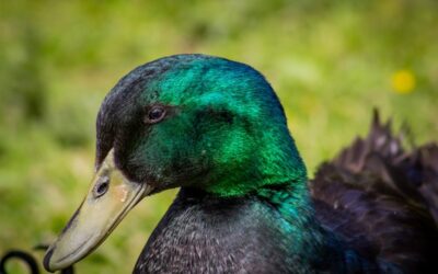 Le Canard Cayuga : Une Beauté Noire aux Qualités Incomparables