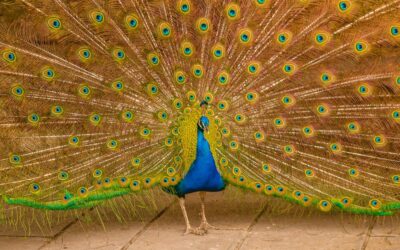 Le Paon Bleu : Le roi des oiseaux au plumage éclatant
