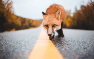 Le Renard Roux : Un Prédateur Astucieux au Caractère Adaptable