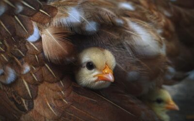 La Poule Ardennaise : Une Race Rustique au Caractère Déterminé