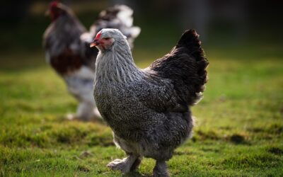 La Poule Brahma : La Géante Douce de la Basse-Cour