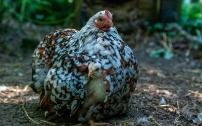 La Poule Pékin : Une Volaille Petite et Pimpante, au Charme Irrésistible