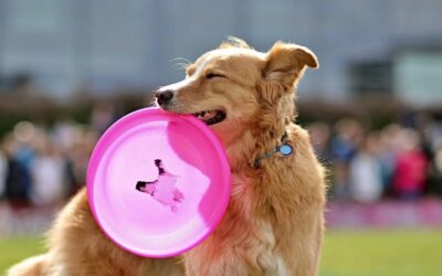 Les jouets pour chiens : Quels sont les meilleurs pour leur développement ?