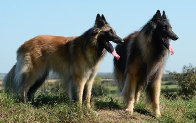 Le Berger Belge Tervuren:  Un Chien Élégant et Polyvalent