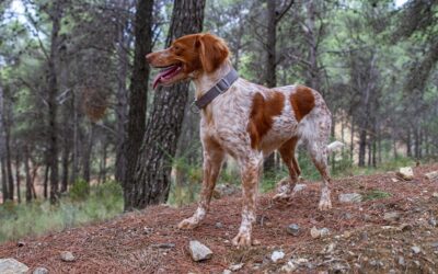 Le Chien Épagneul Breton: L’Allié des Chasseurs et un Compagnon Dévoué