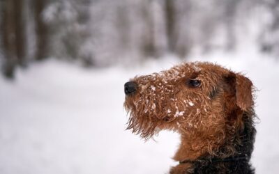 L’Airedale Terrier L’Adversaire Élégant et Dévoué