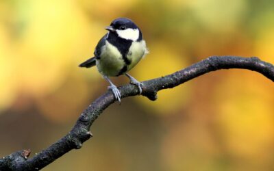 La Mésange Charbonnière  La Séductrice au Plumeau Noir