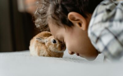 Les accessoires pour lapins : tout pour une vie de lapinou heureuse et bondissante ! ?