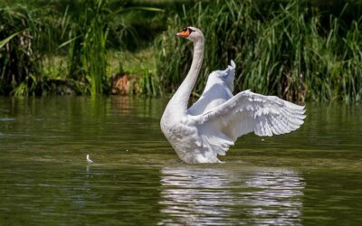 Le Cygne Blanc : Élégance et Majesté sur l&rsquo;Eau