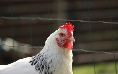 La Poule Sussex : Une Volaille Productive et Adaptable au Caractère Doux